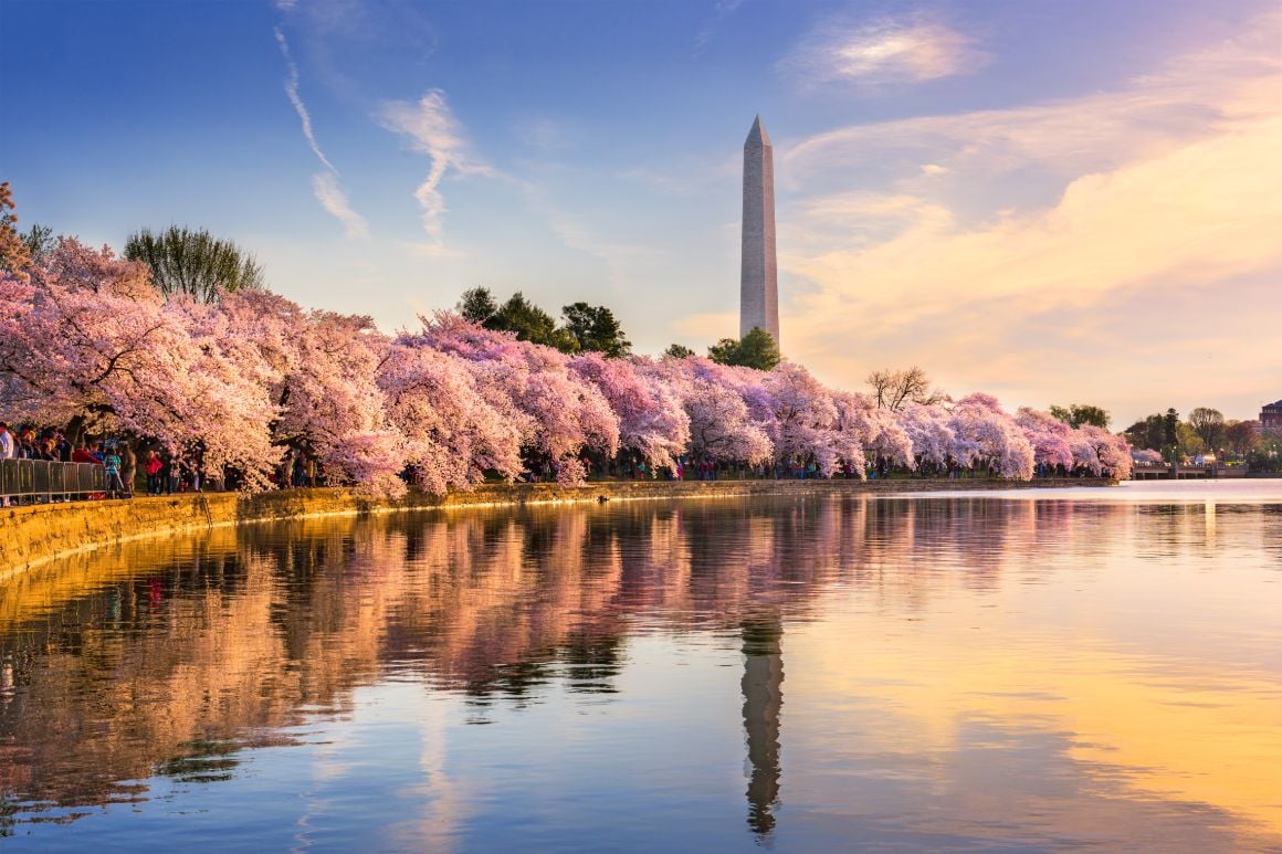 cherry blossoms pictured over water in washington dc