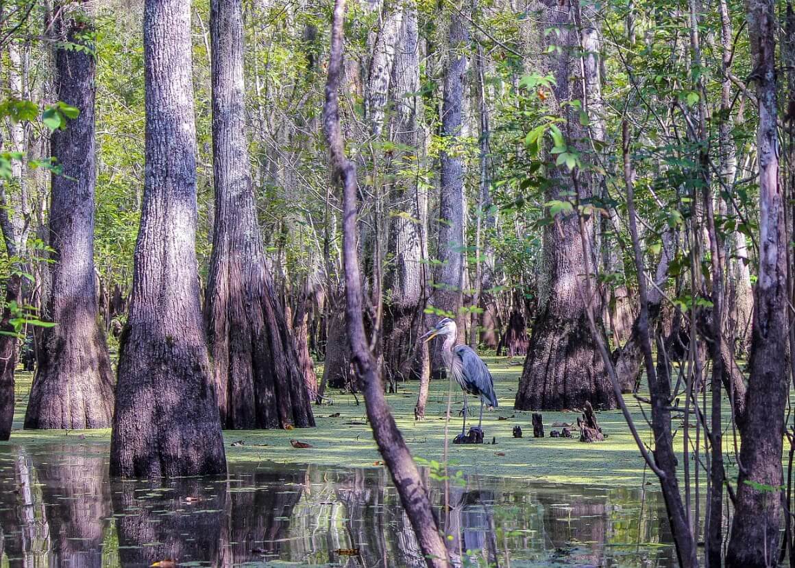 Bayous of the Louisiana Wetlands