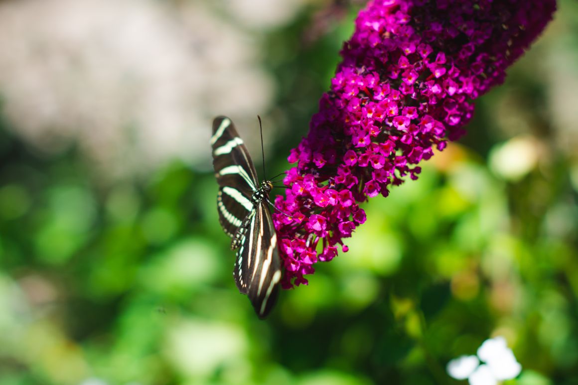 Garden at the Santa Barbara Museum of Natural History