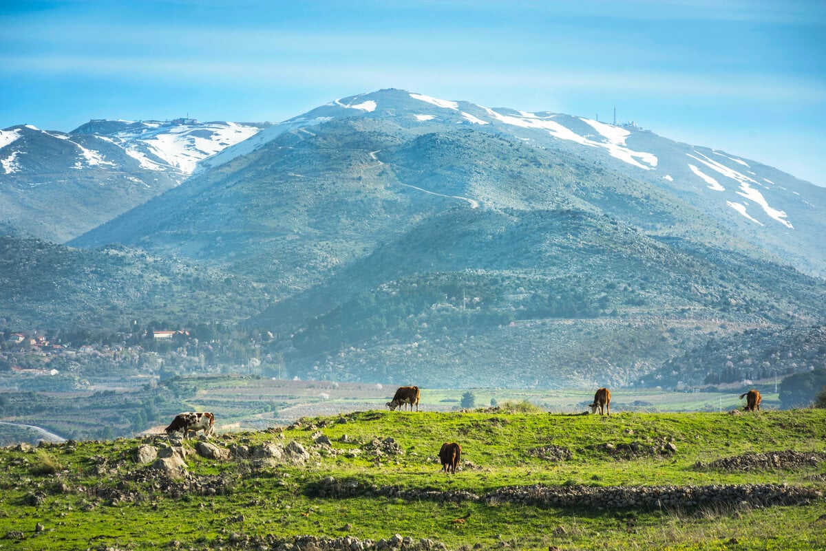 A lush field in the Golan Heights in Northern Israel with Mount Hermon behind