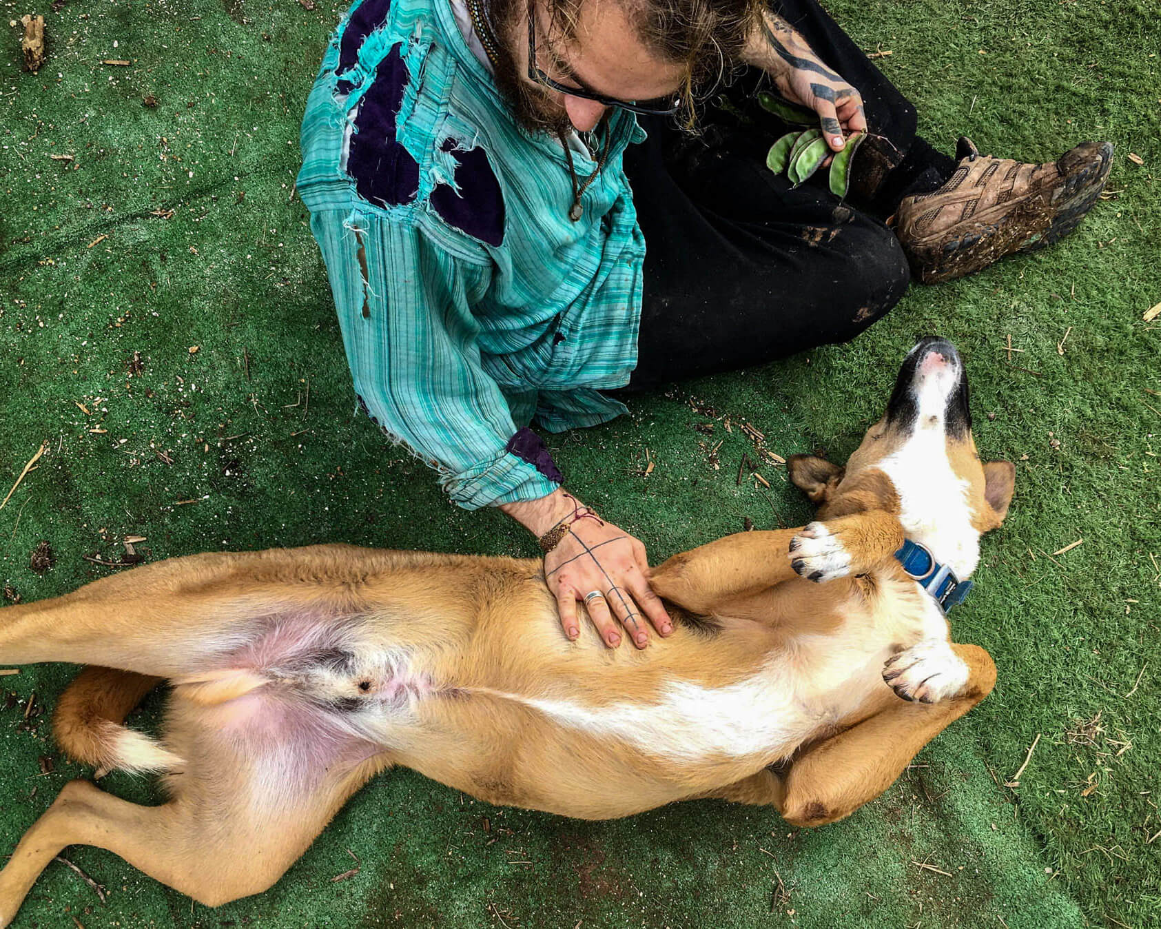 A traveller backpacking Israel pats a farm dog while volunteering at a kibbutz