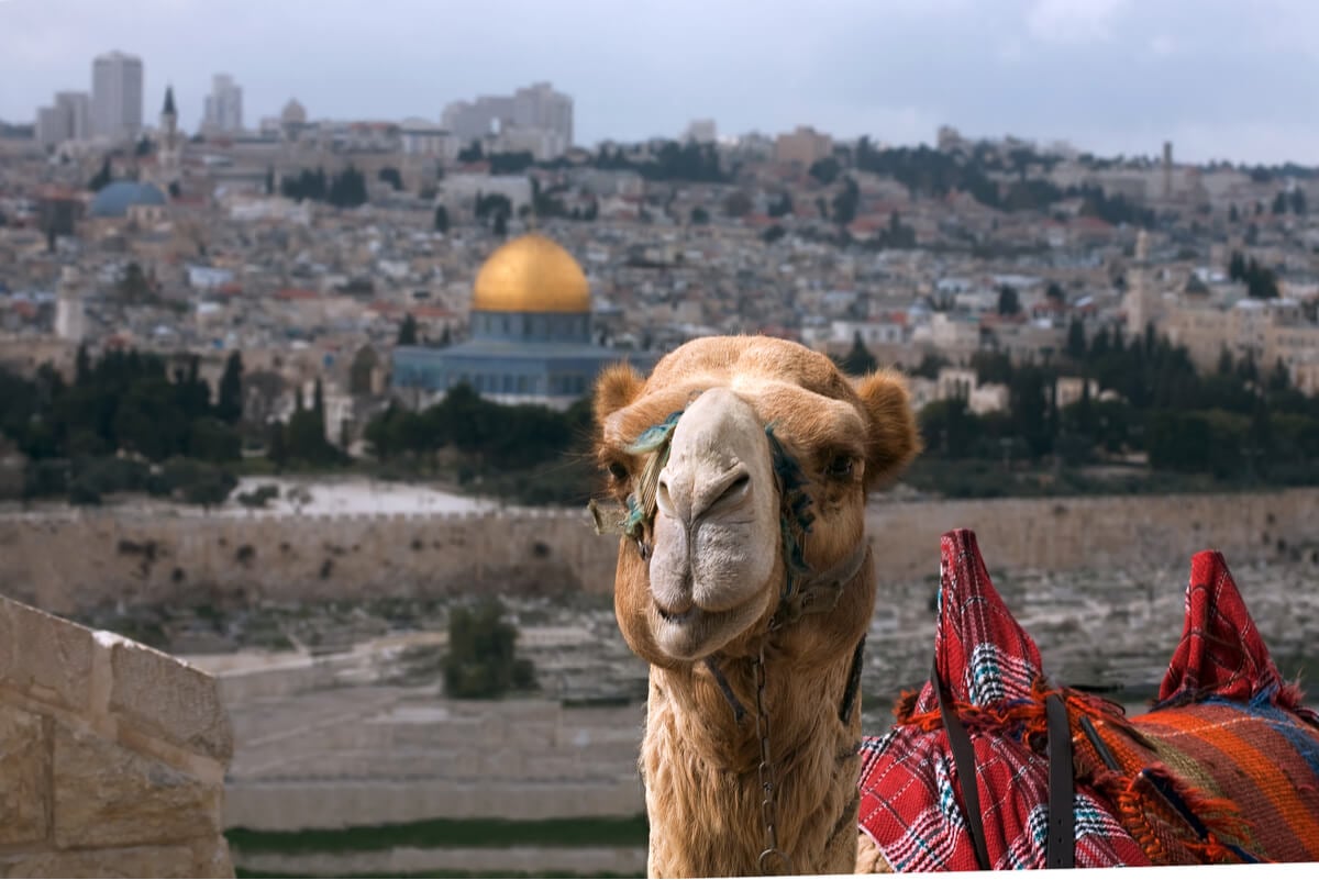 A camel in Jerusalem giving rides to tourists backpacking Israel