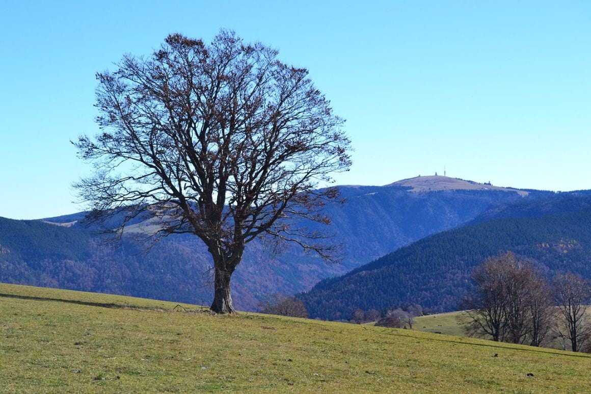 Black Forest Freiburg