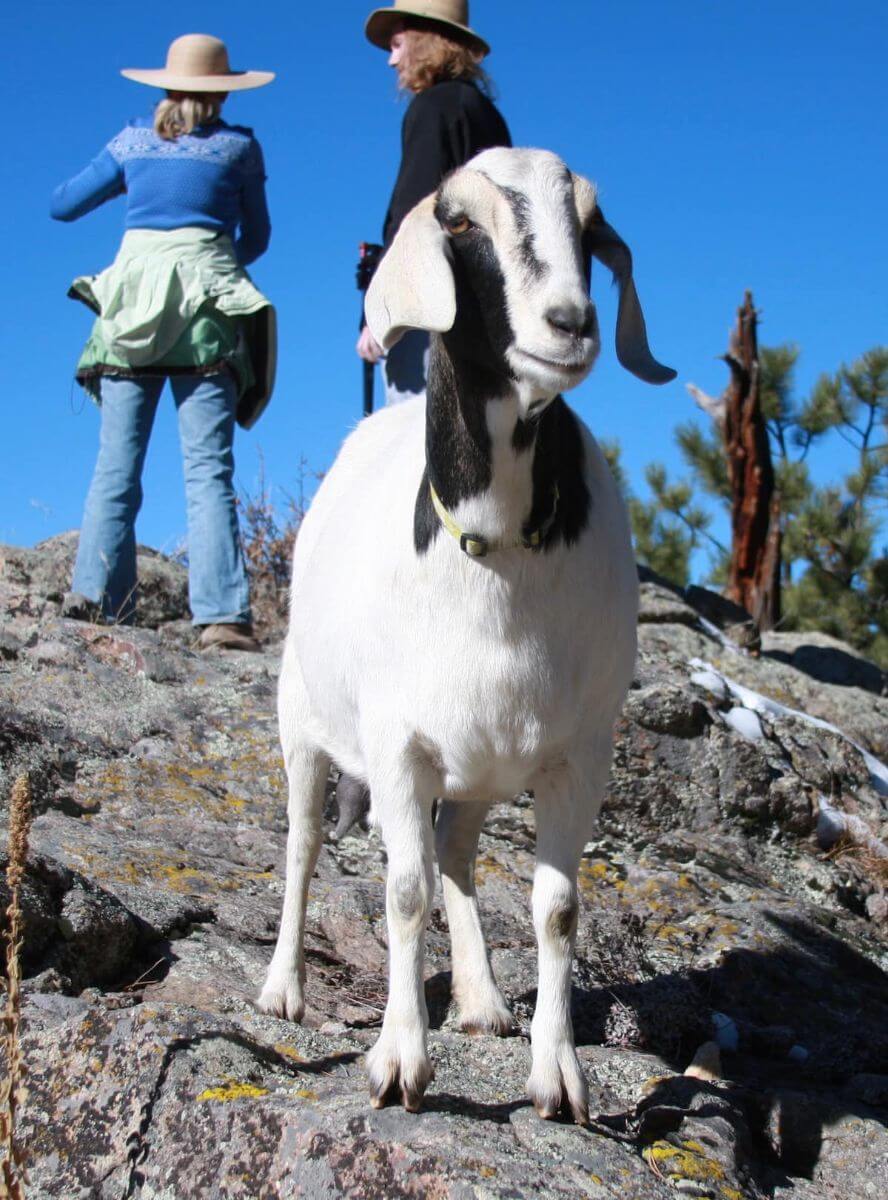 Goat Hikes Along the Gold Miners Trail Colorado