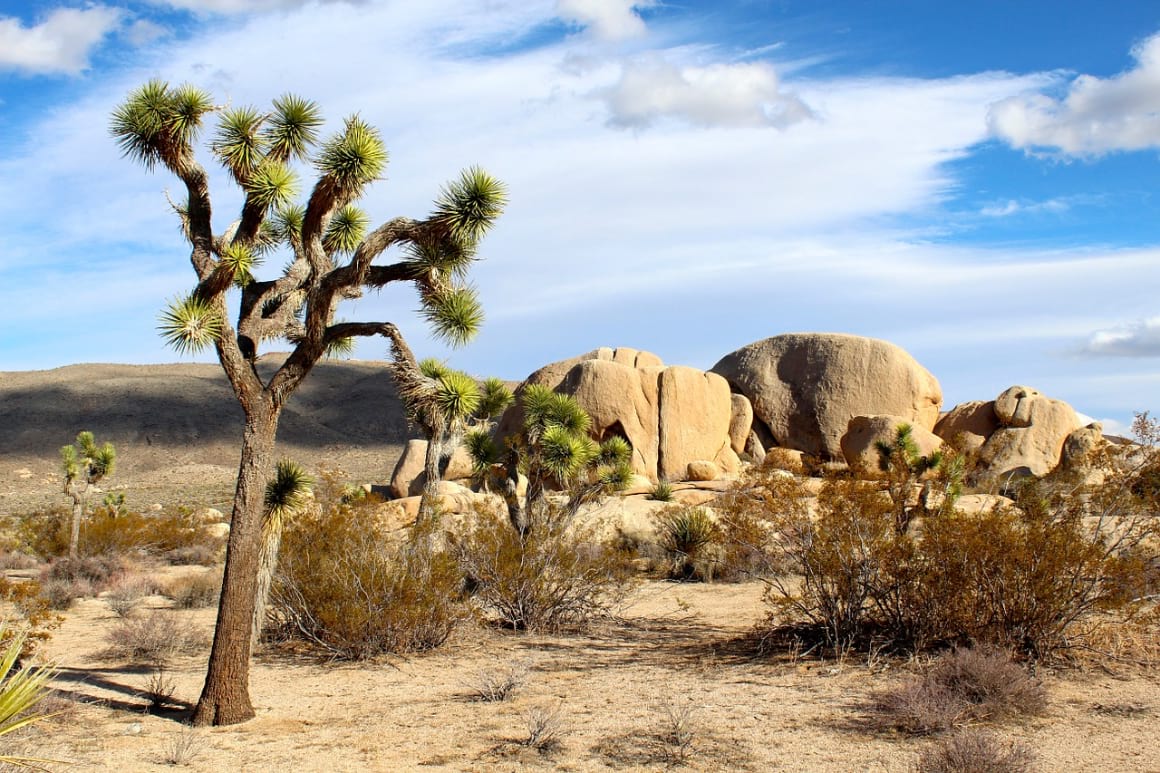 Explore Joshua Tree National Park