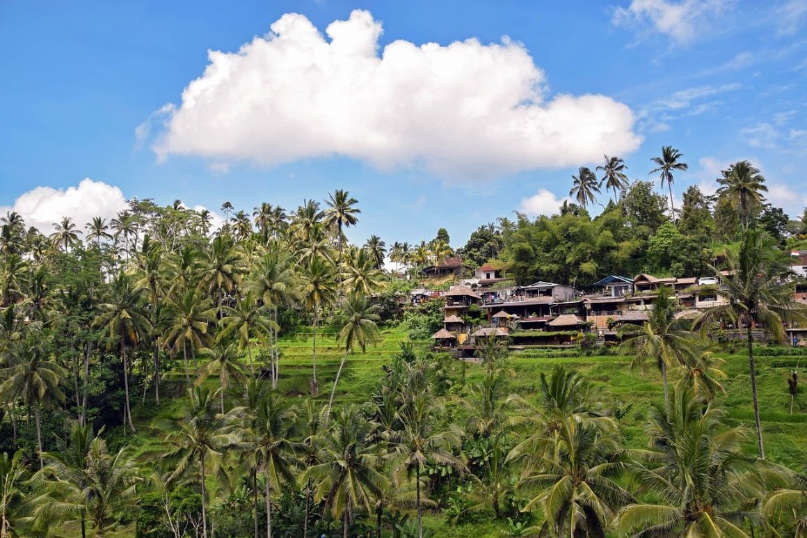 Rice Terraces in ubud bali