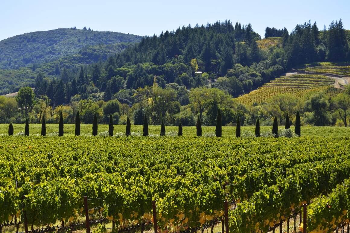 Tour the Napa and Sonoma Wine Country