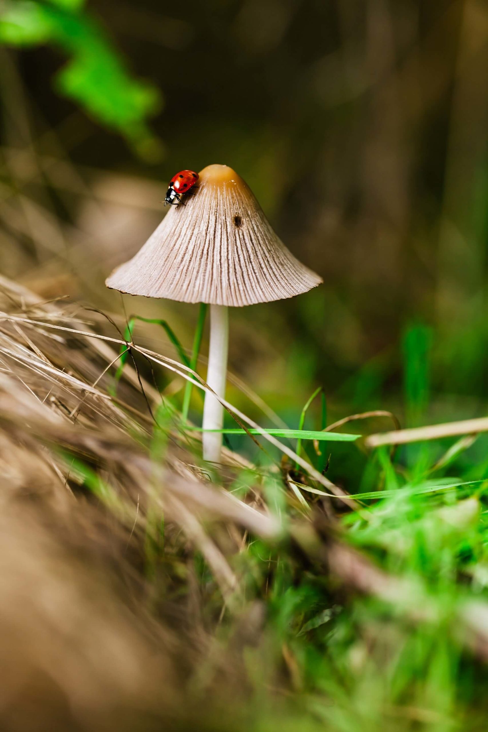 Ladybug climbing across a magic mushroom growing in the forest