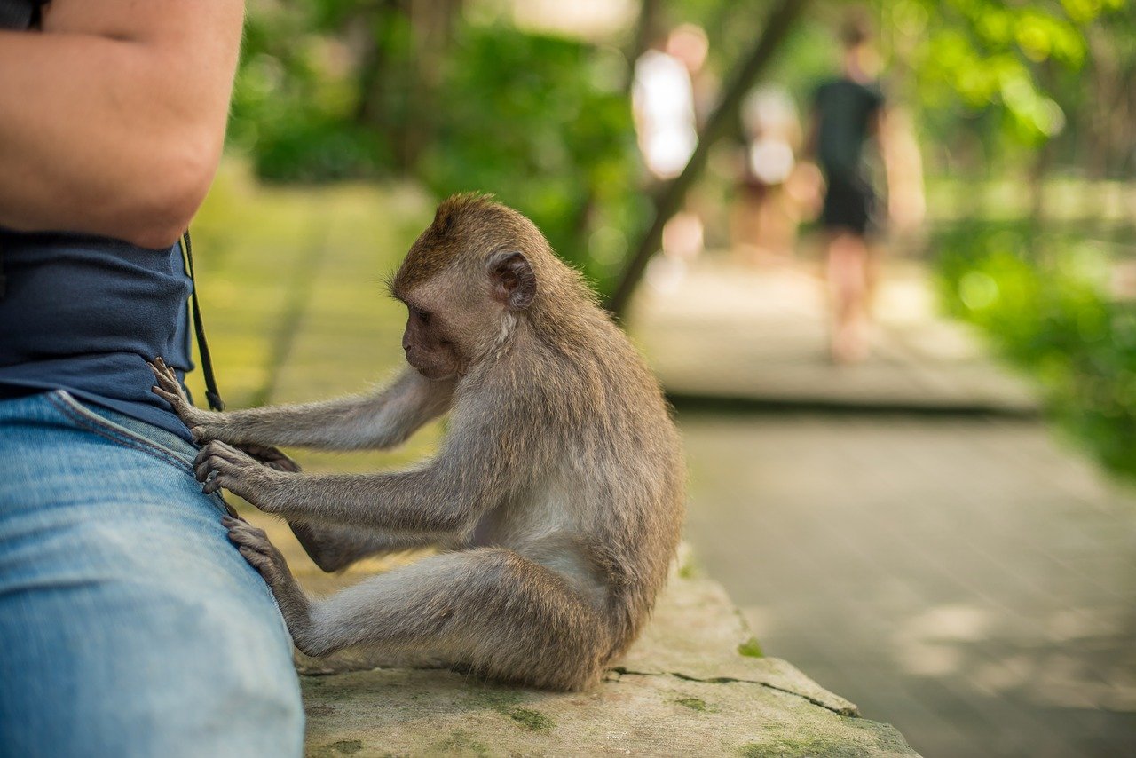 Monkey stealing from a tourist's pocket