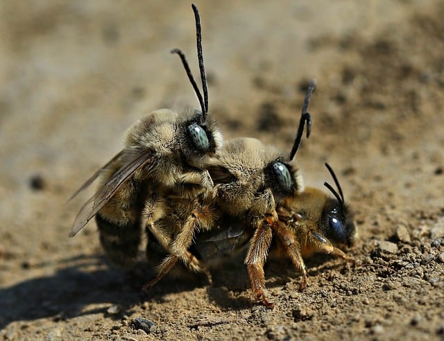 Three bees on top of each other