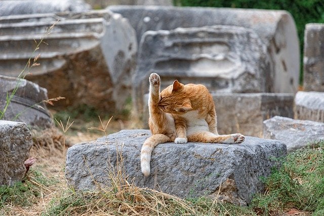 Cat sitting on a rock licking his leg.