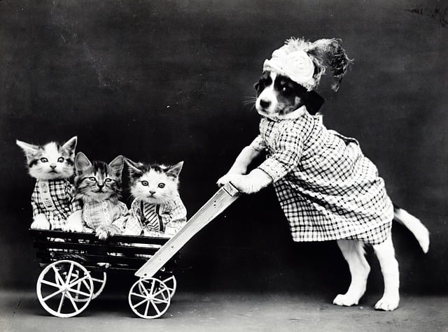 Puppy in clothes pushing kittens in a pram.