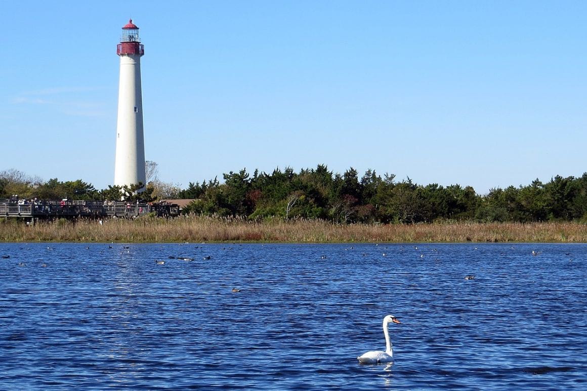 View of the Lighthouse Cape May across water with a swan in the forgeround