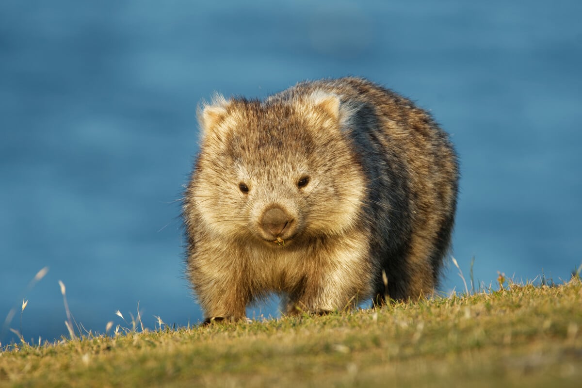 Insanely cute wombat photographed in Tasmnia - an offbeat destination in Australia