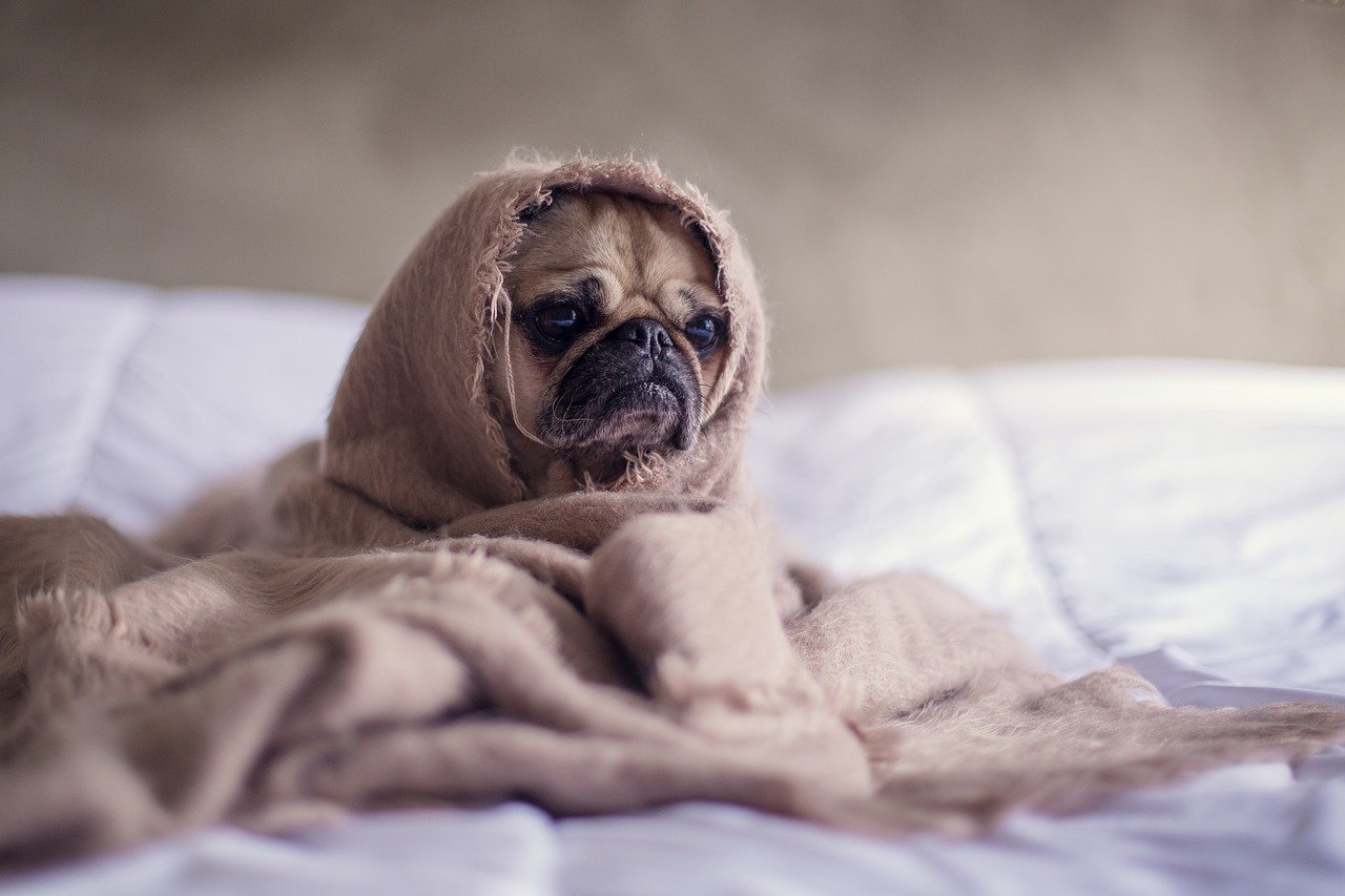 Sad pug wrapped in a blanket.
