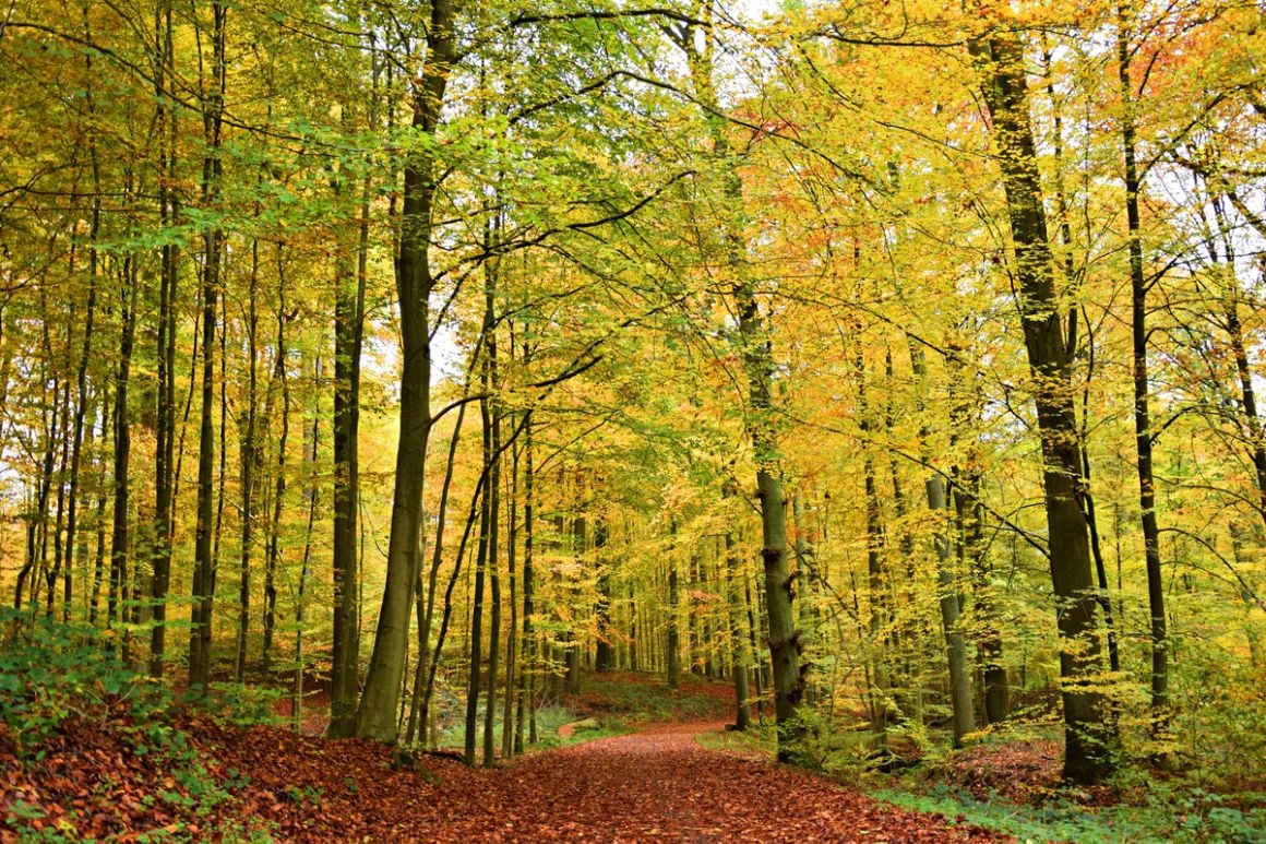A path in Sonian Forest filled with falling leaves and surrounded by  trees