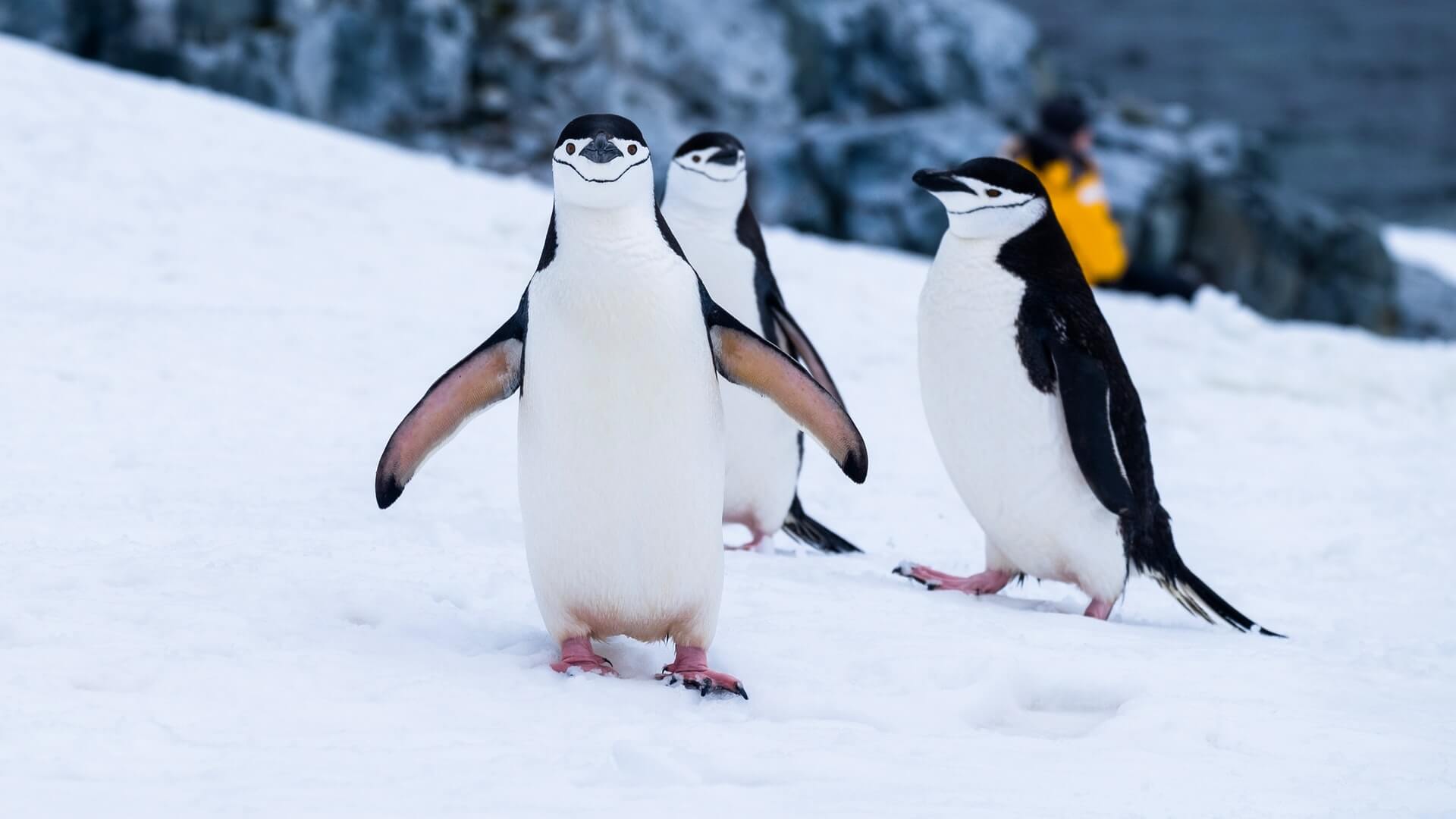 two penguins in Antarctica - bucket list trips