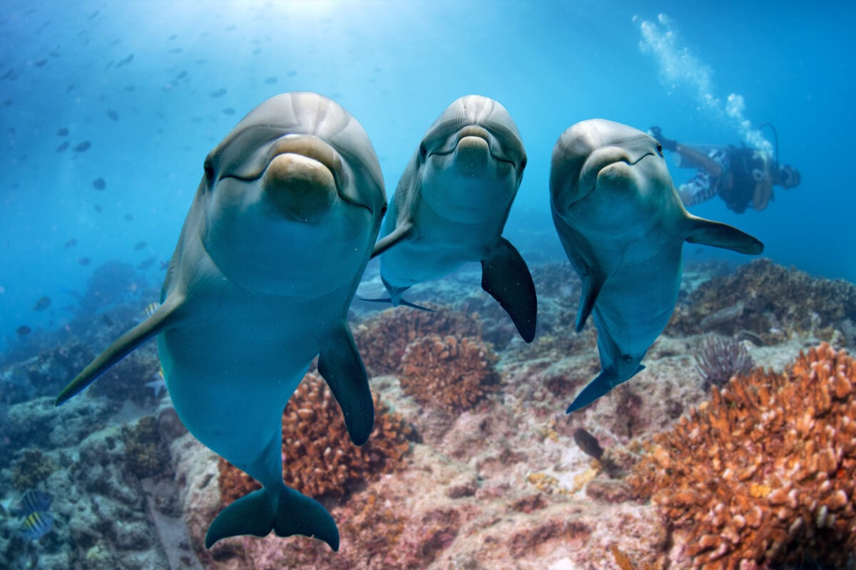 A pod of dolphins photographed by a scuba diver in New Zealand