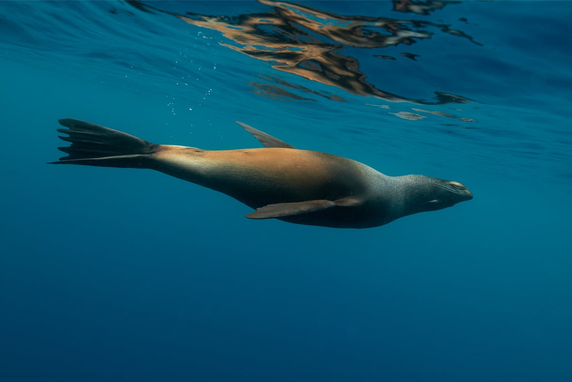 A fur seal underwater as seen while diving in New Zealand.