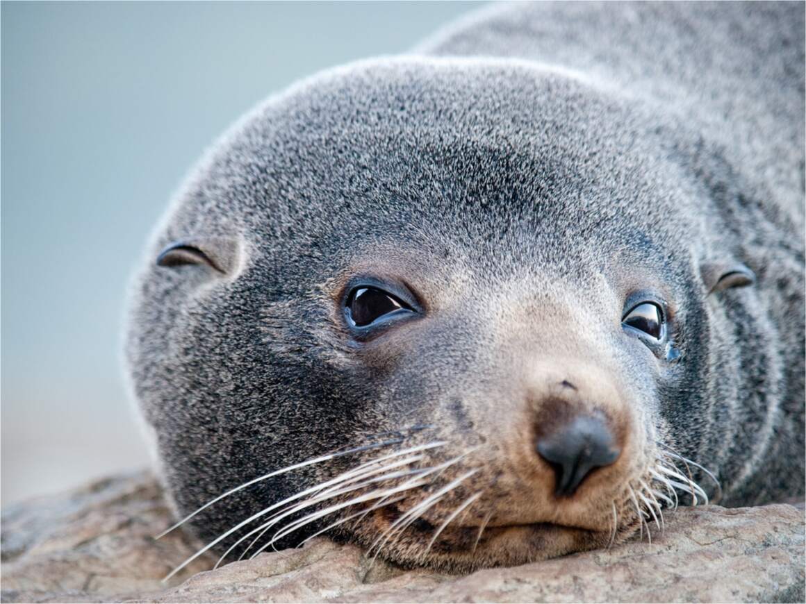 A fur seal looks at the camera. It is one of the marine animals found diving in New Zealand.