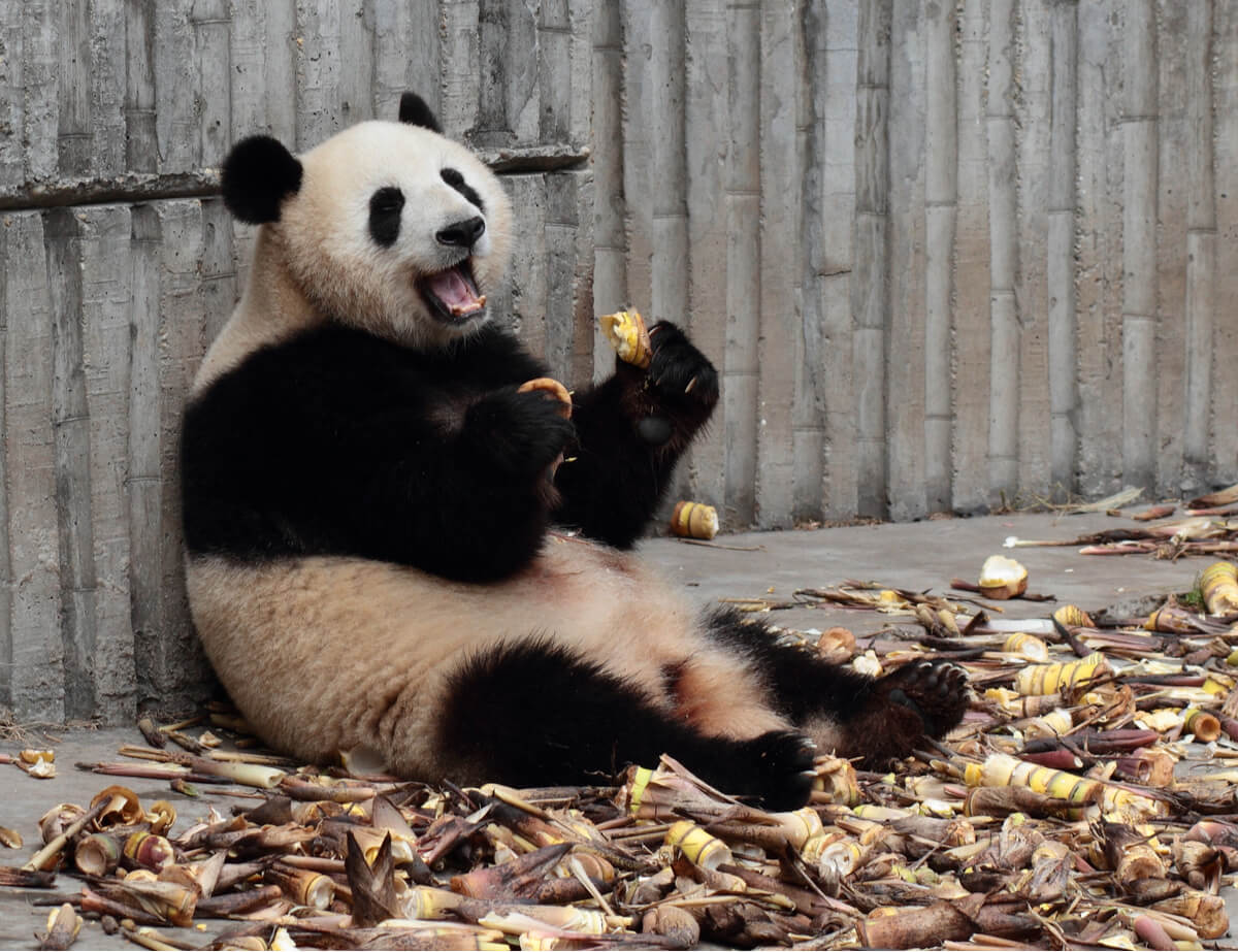 A very happy panda eating lunch