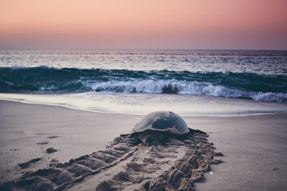 turtle entering the water in oman