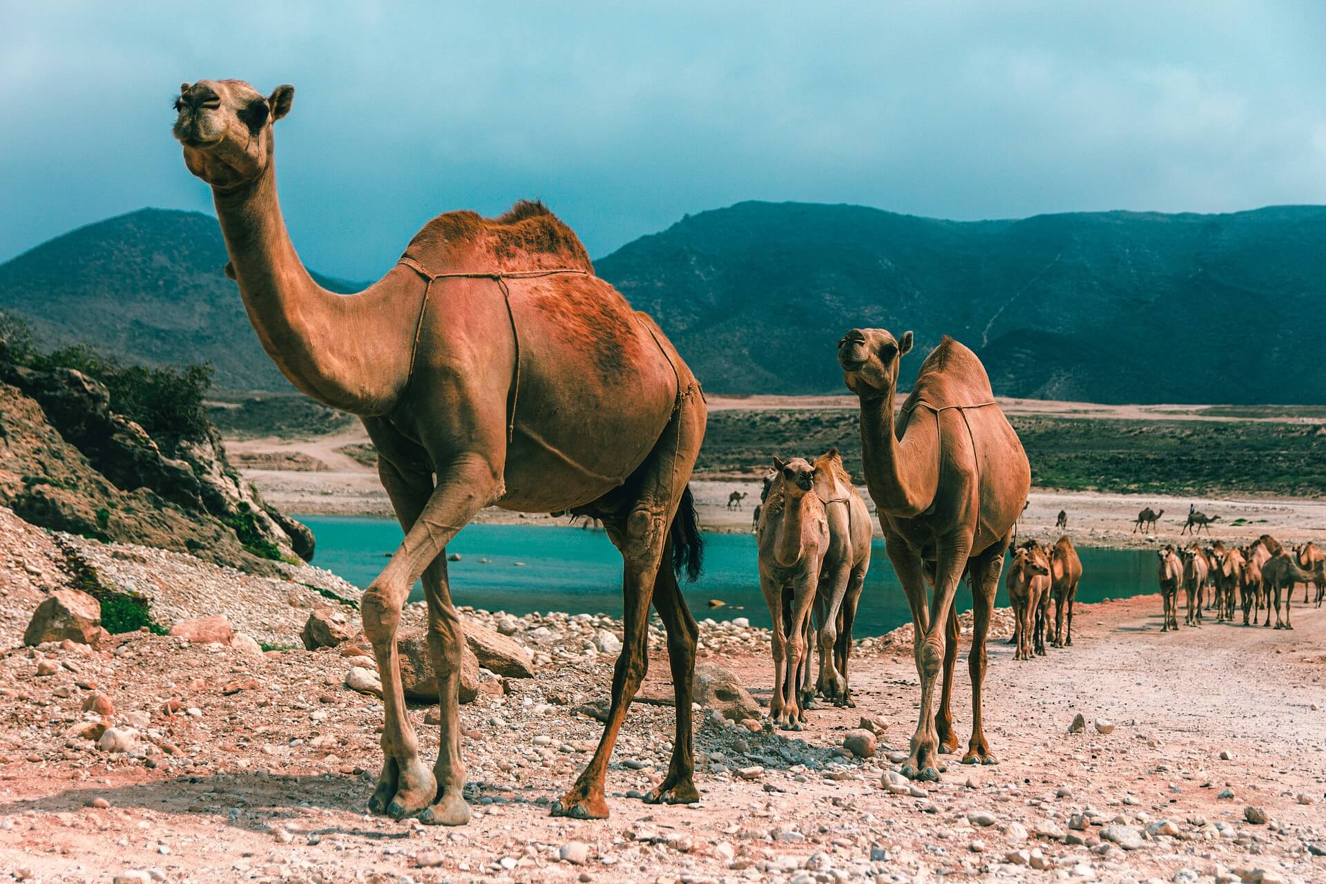 places to visit in oman camels marching from the ocean