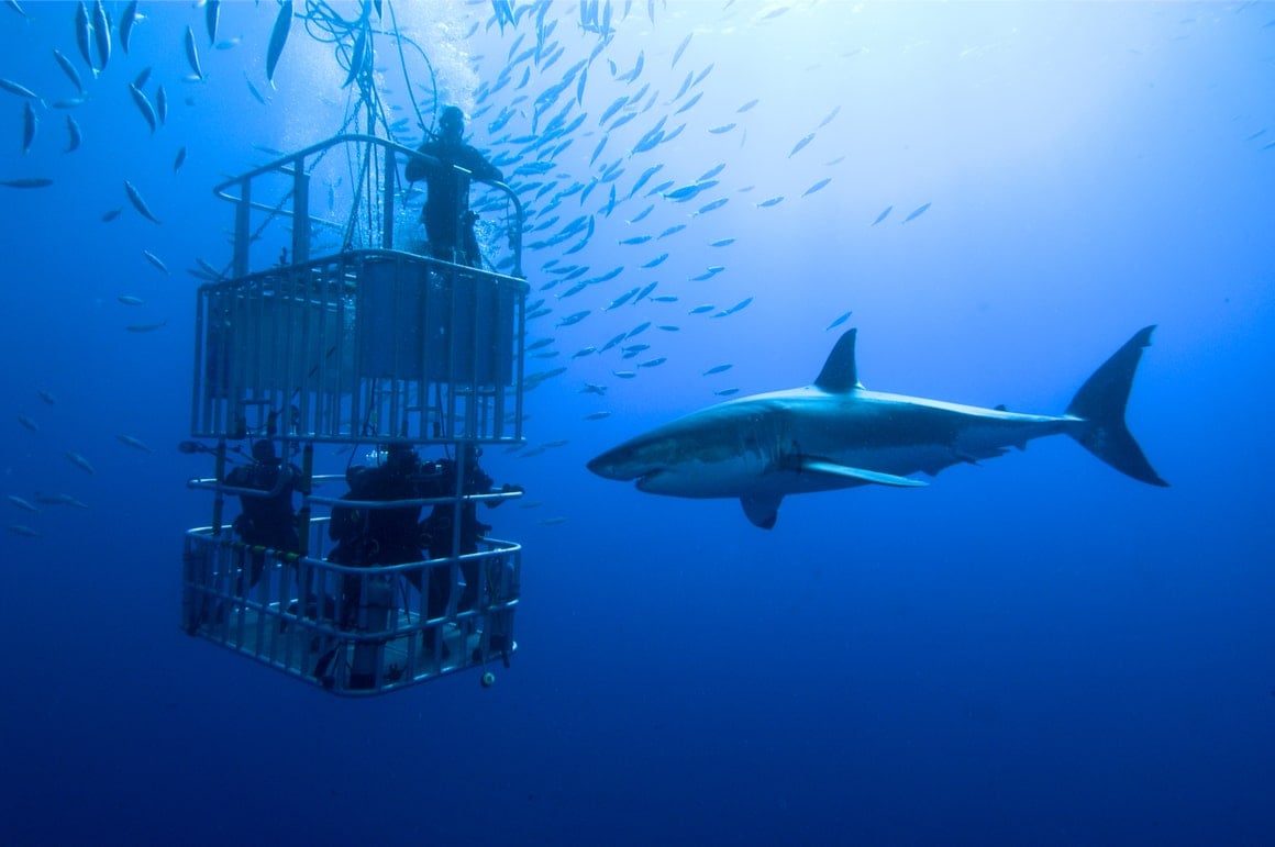 Divers in a cage watch a great white shark in New Zealand. 