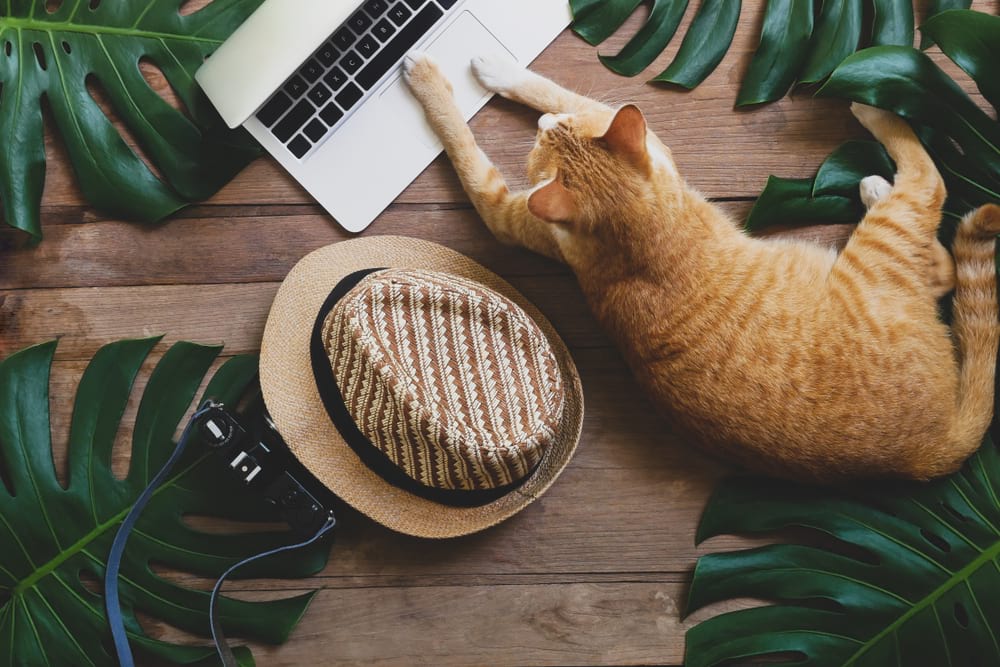 cat working on a laptop