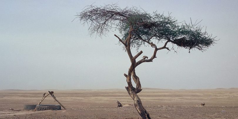 Last tree in the desert. Niger.