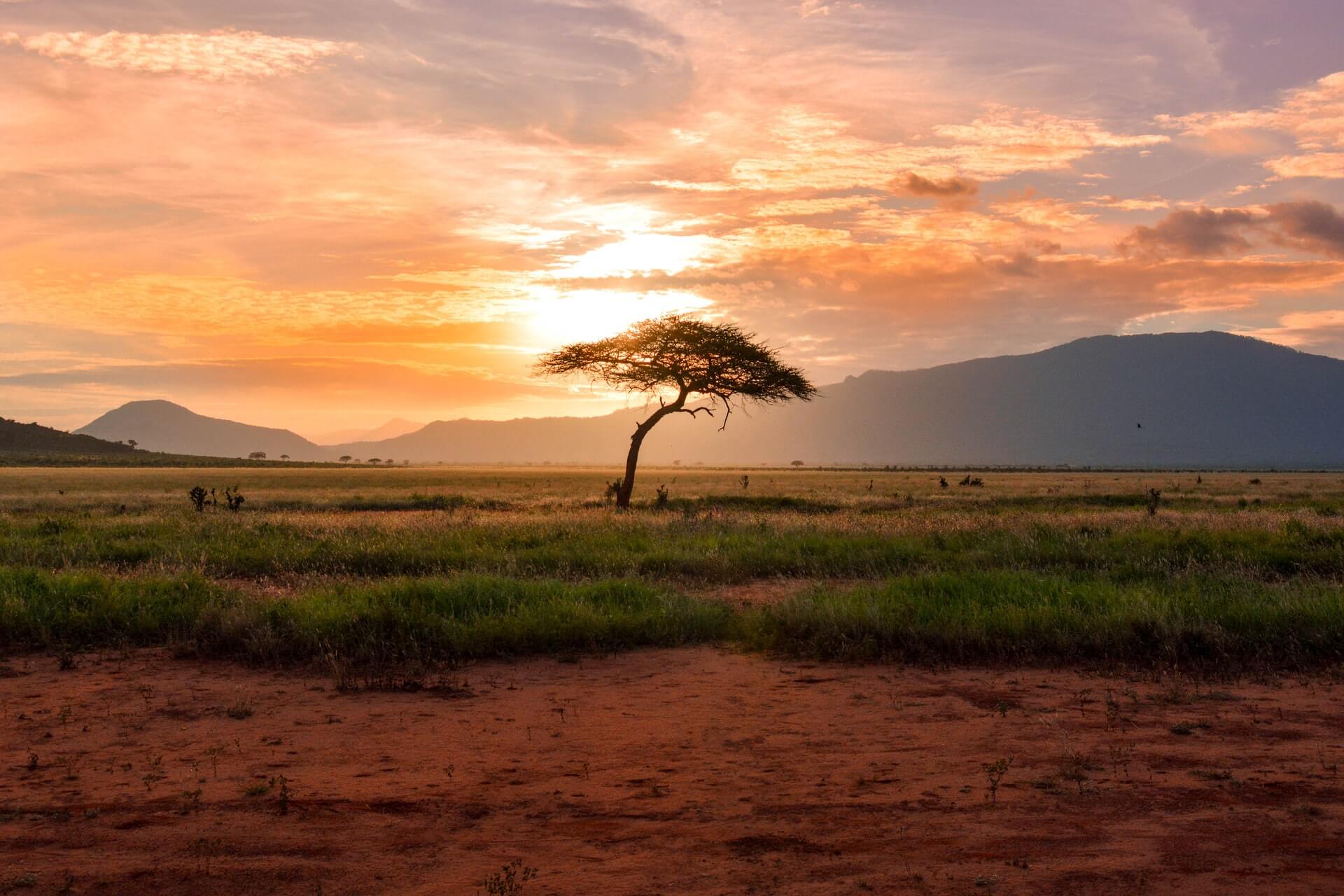 A lone tree photographed at sunset by a volunteer travelling Kenya