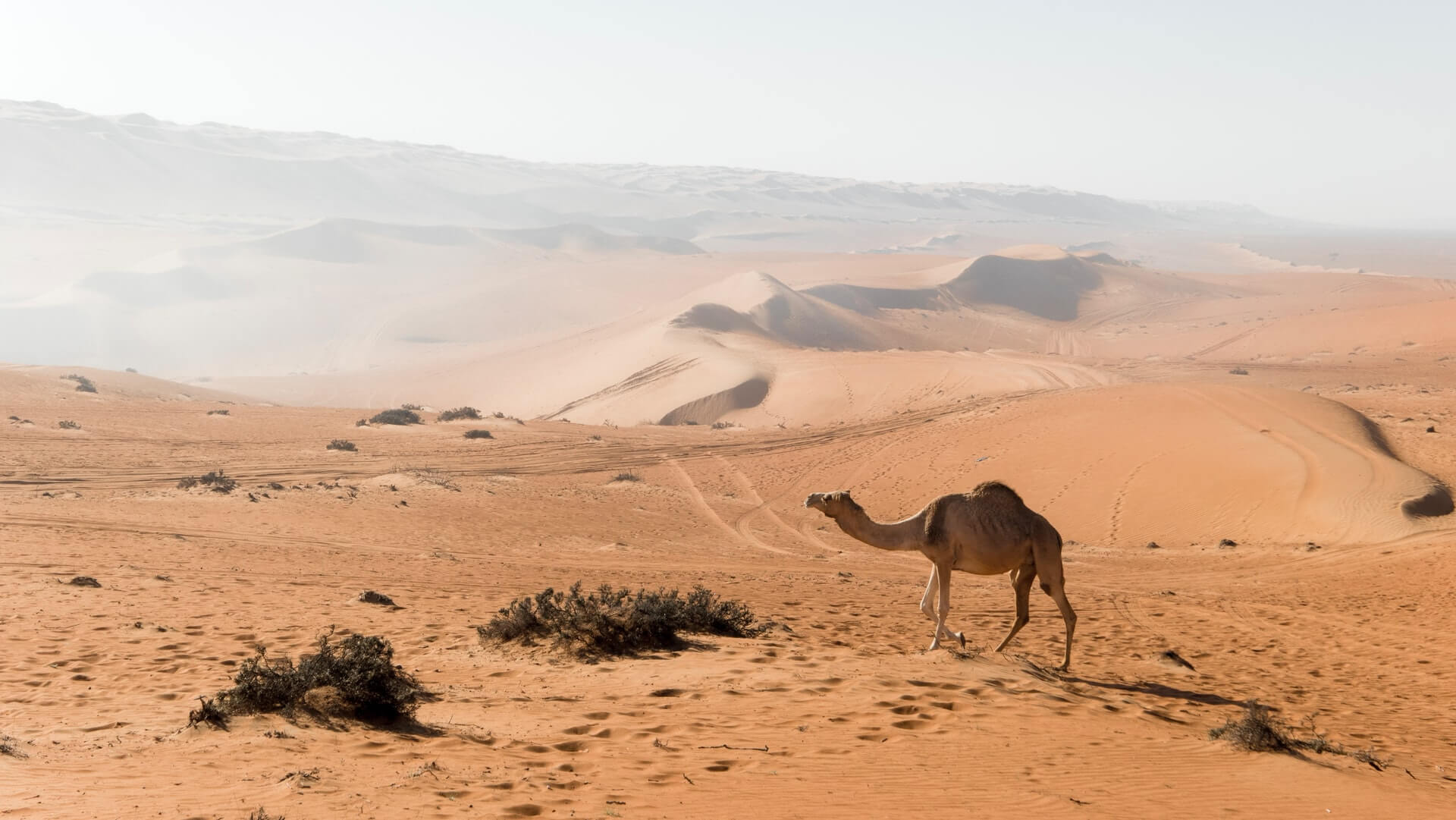 a camel crossing wahiba sands 