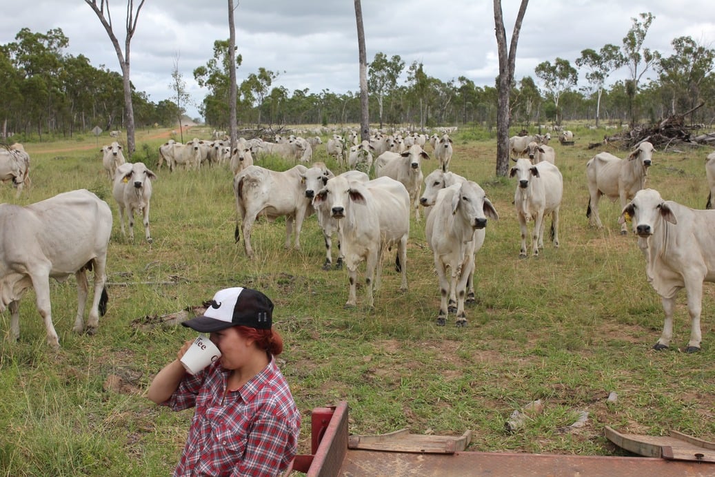 Elina drinking coffee in front of cows