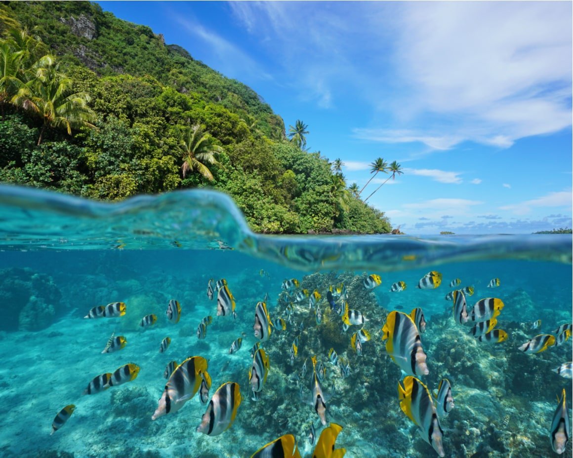 Lots of fish and a reef under clear blue water with French Polynesian islands above water. 