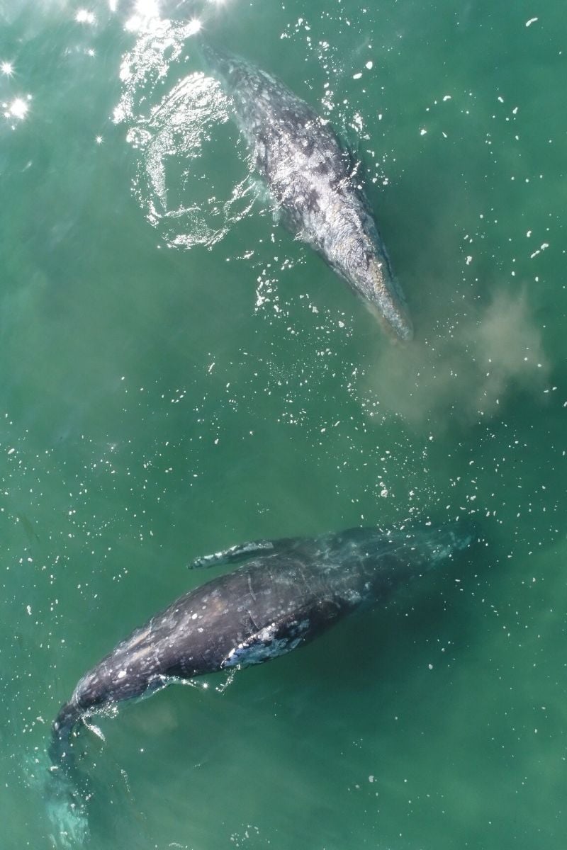 Kayaking with whales Malibu