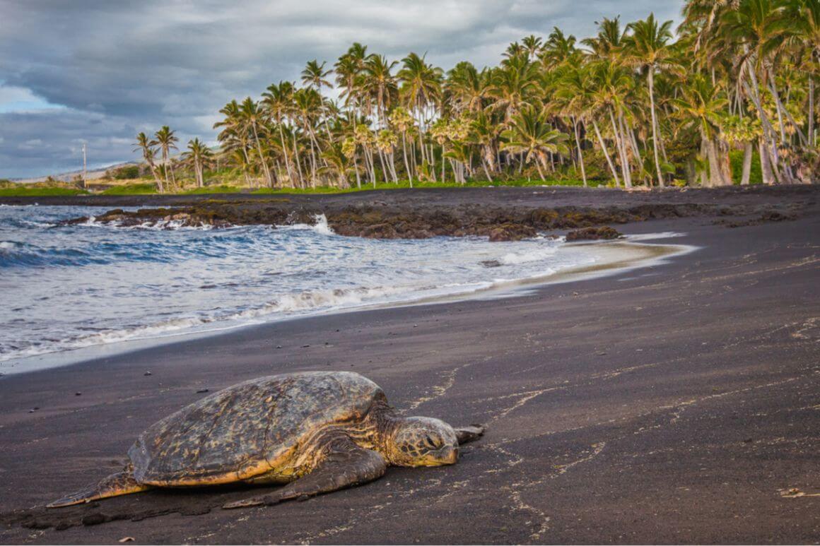 Punalu u Beach The Big Island Hawaii