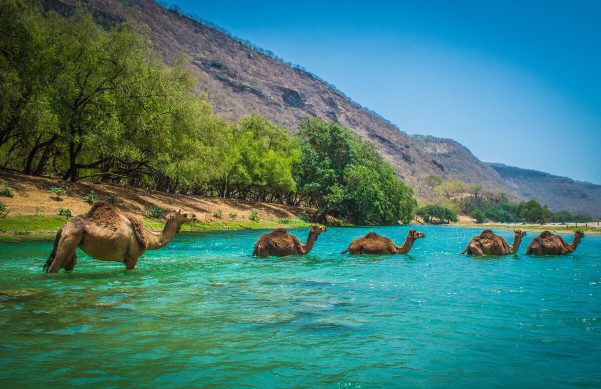 camels swimming in bright blue water in oman