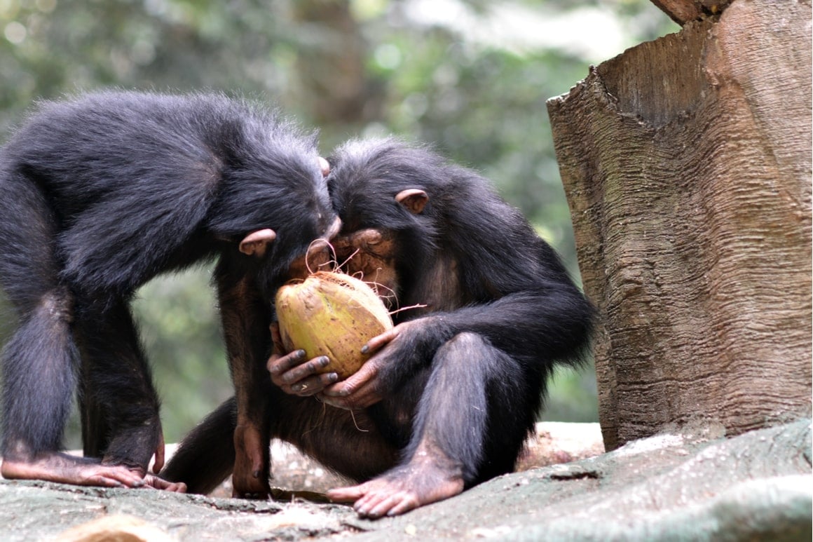 Two monkeys open a coconut with their hands. 