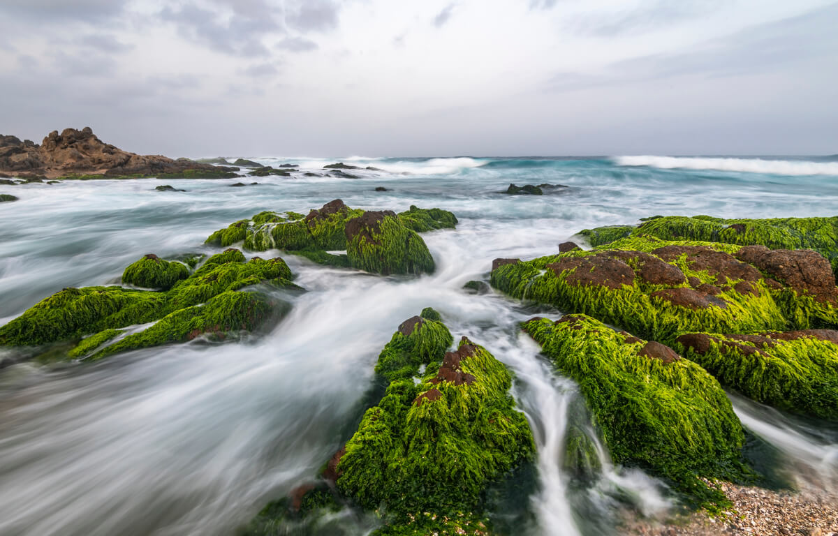 green, mossy rocks in the ocean in salalah oman