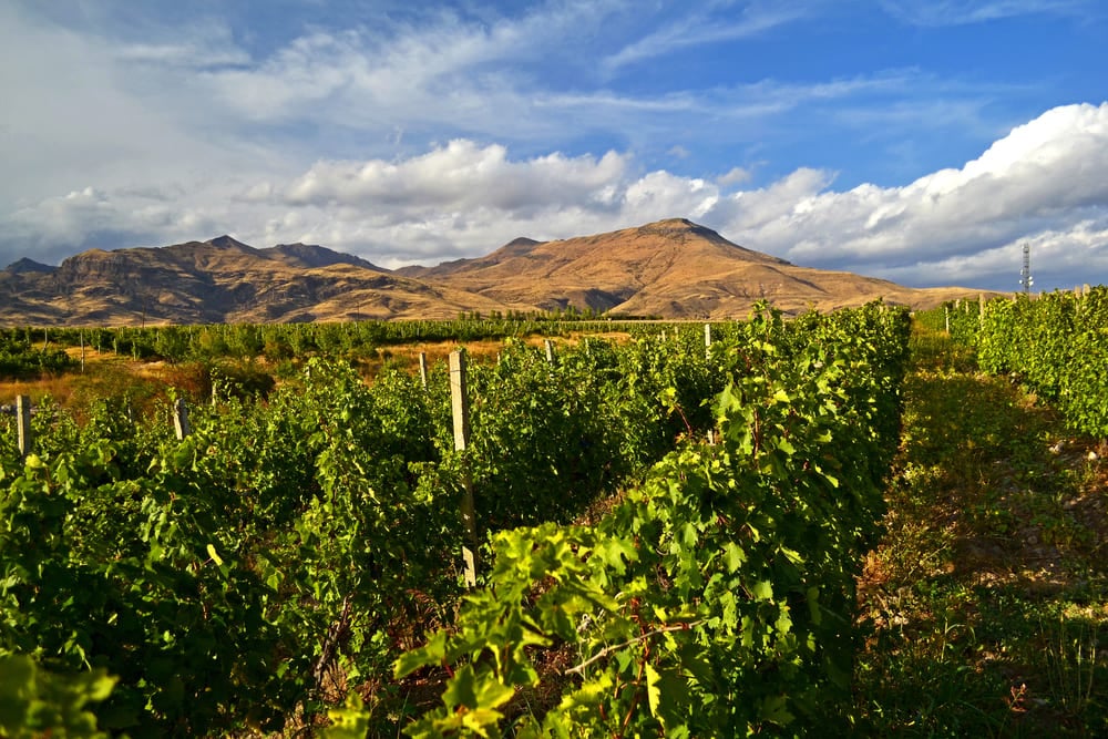 vineyard in Armenia with a mountain on the background