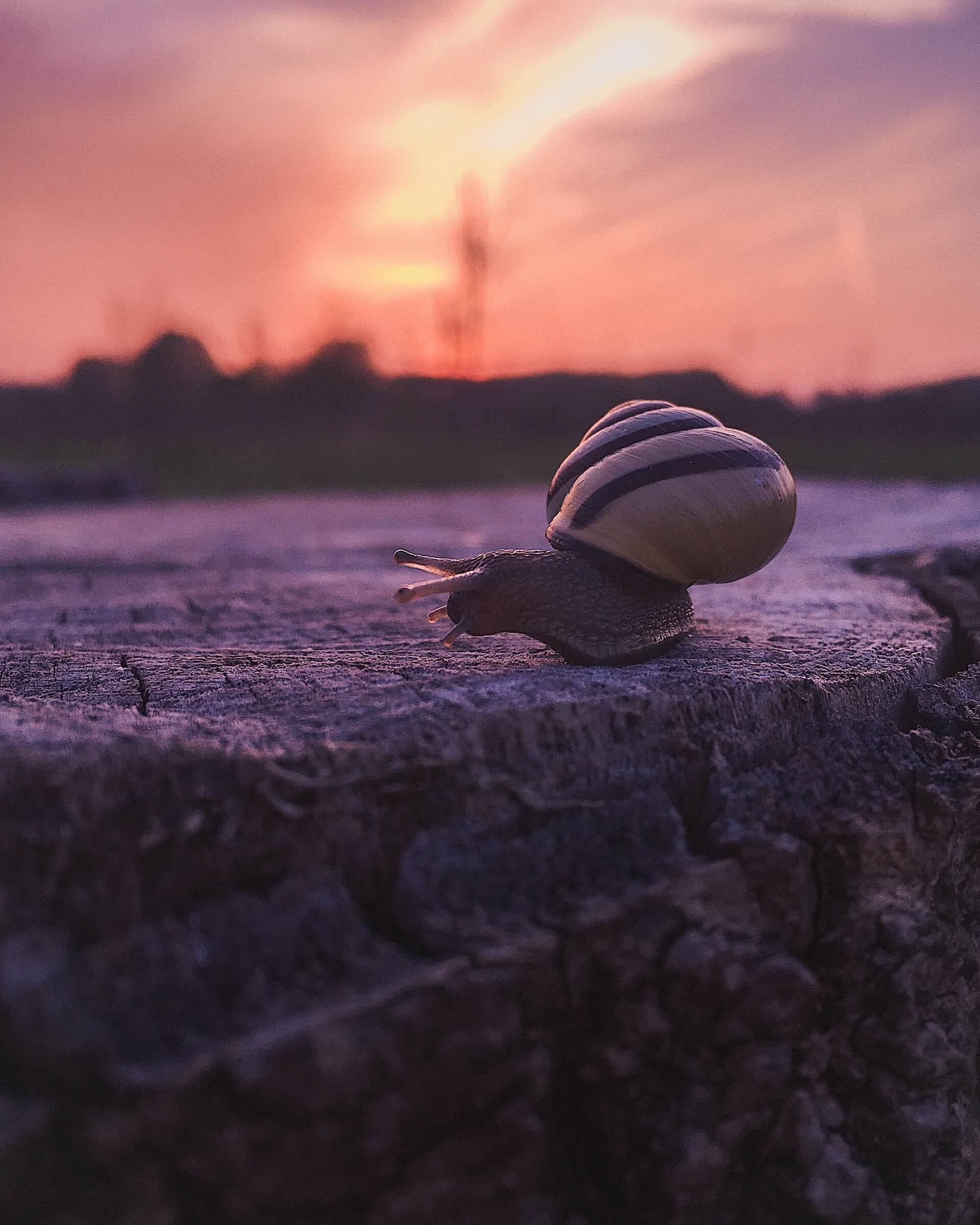 A snail and sunset representing the pace of life needed to combat travel fatigue