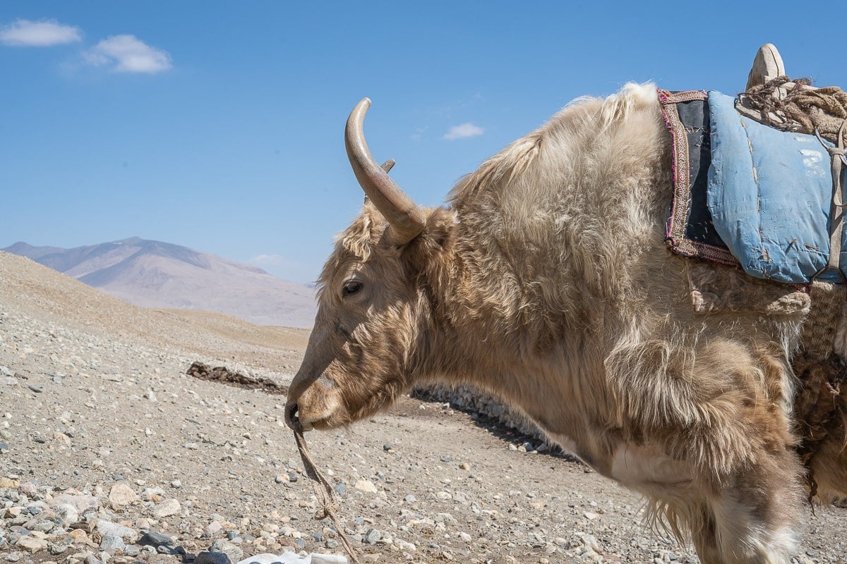 A yak looks at the camera from the mountains of Afghanistan.