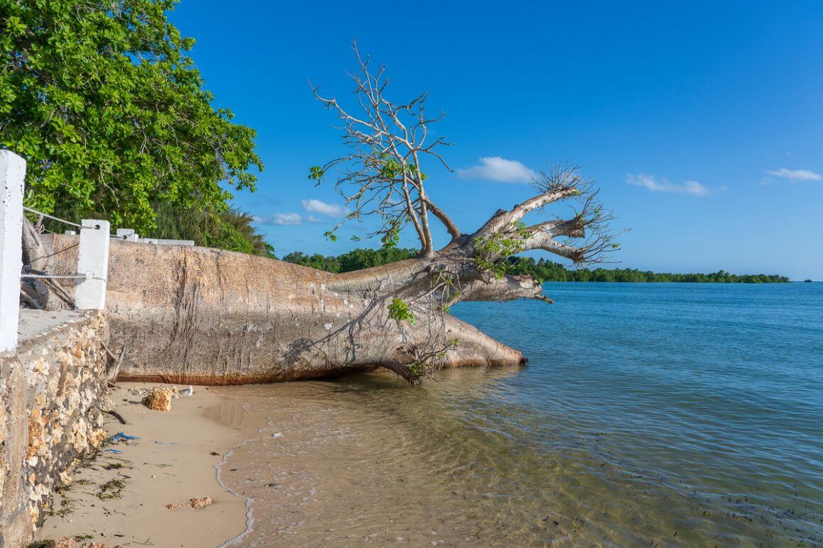 Baobab Beach Tree Zanzibar