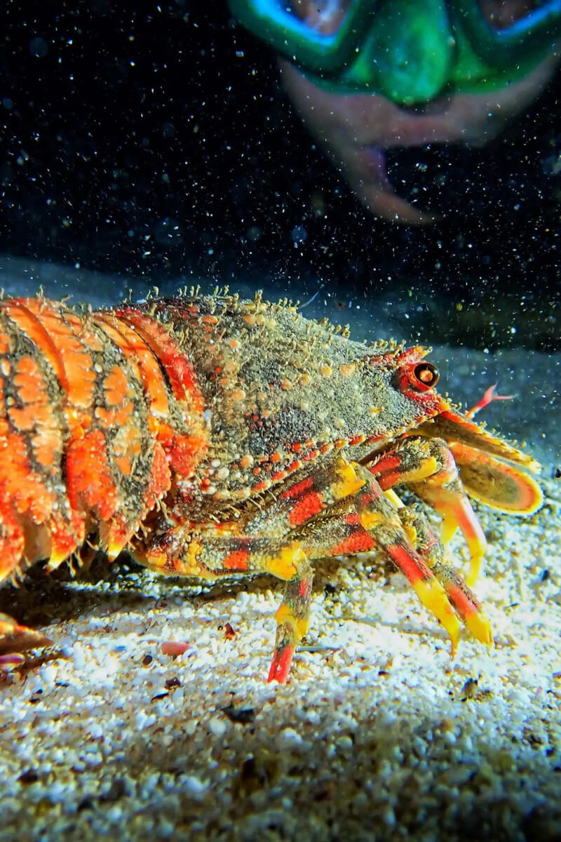 Discover Coral Reef Creatures at Night