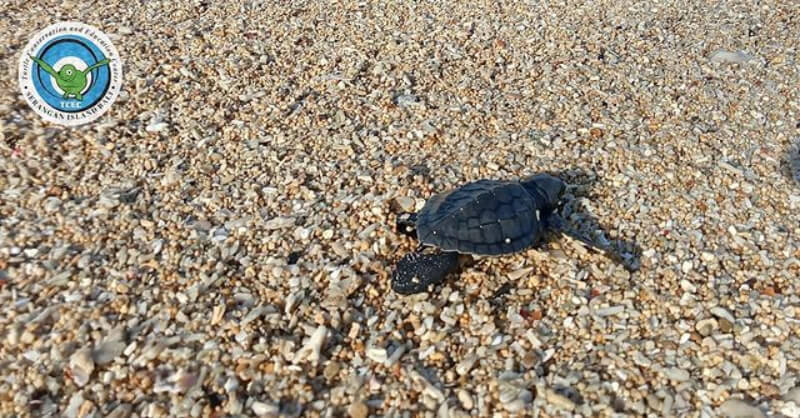Turtle Conservation and Education