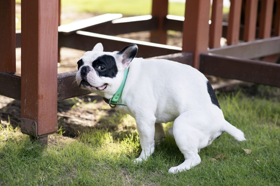 A dog looks at the camera as it starts to poop outdoors. 