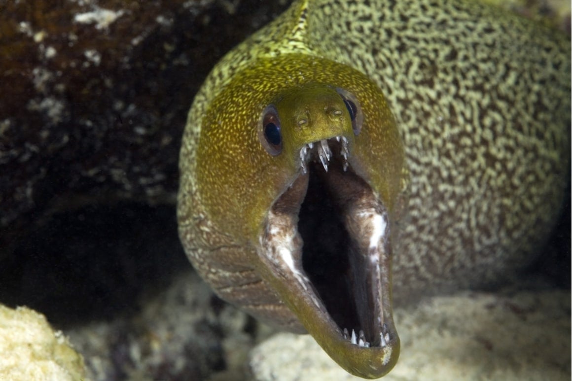 A moray eel shows its teeth to the camera in the Cook Islands. 