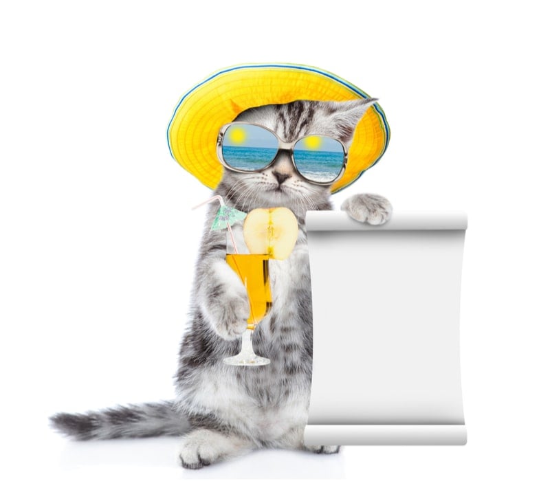 A cat wearing sunglasses hold s a blank pice of paper.
