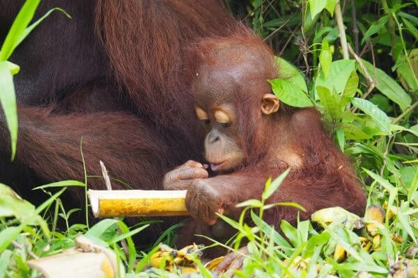 Borneo Orangutan Survival Foundation in Indonesian Borneo