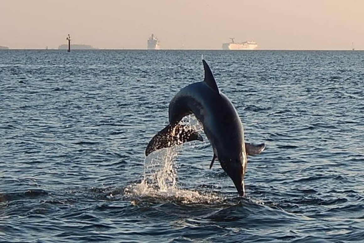Dolphin Sightseeing Cruise 